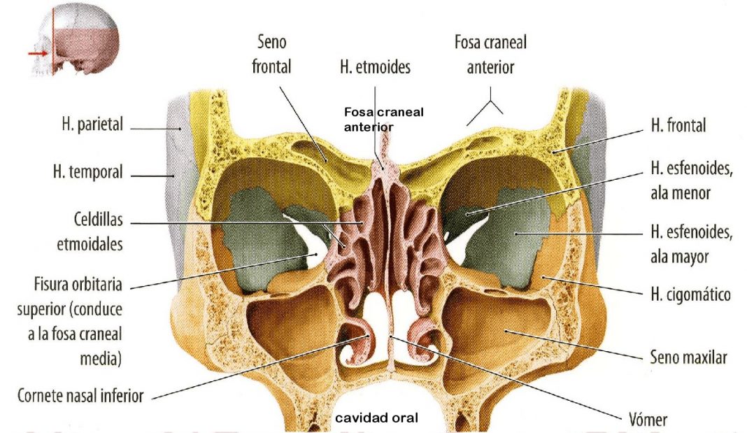 Viscerocraneo I Rbita Fosas Nasales Y Senos Paranasales Miss