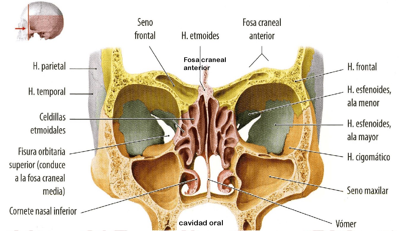 Решетчатый синус анатомия