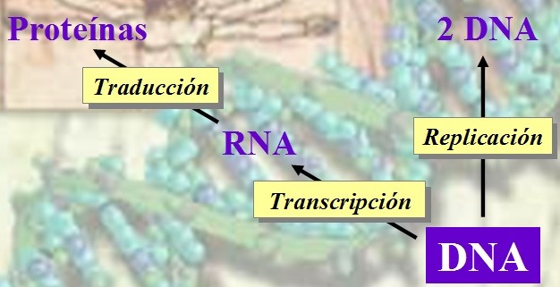 Dogma central de la biología molecular