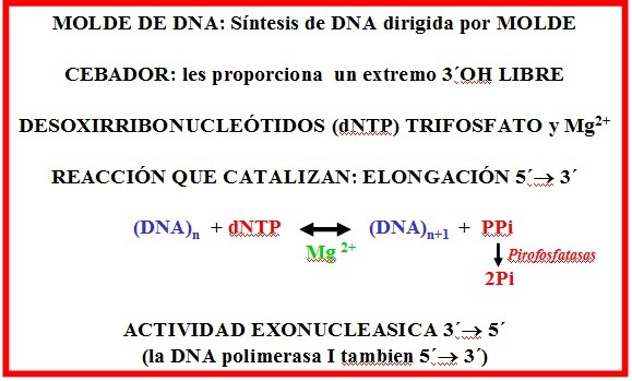 DNA polimerasas