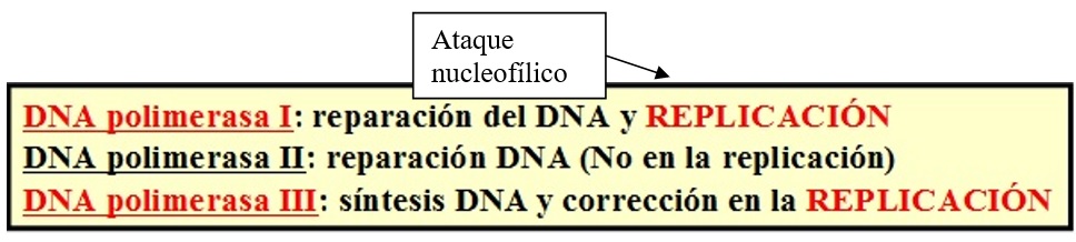 DNA polimerasas en procariotas