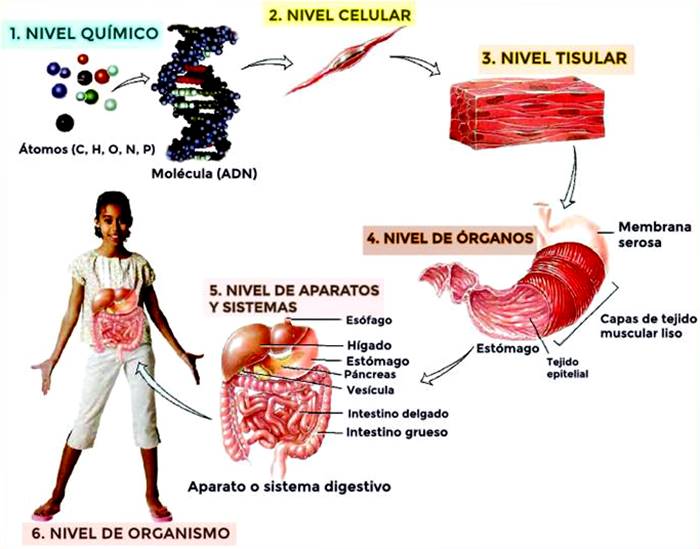 Carlos Daniel Tare De Anatomia Fisiologia Y Niveles De Organizacion Porn Sex Picture